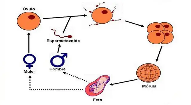 La reproducción humana.