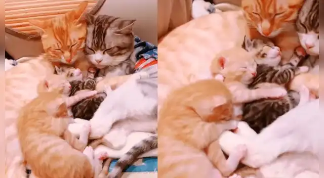 La tierna escena cautivó a los usuarios en las redes sociales.