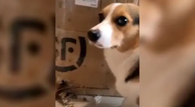 Perrita es descubierta robando unos camotes