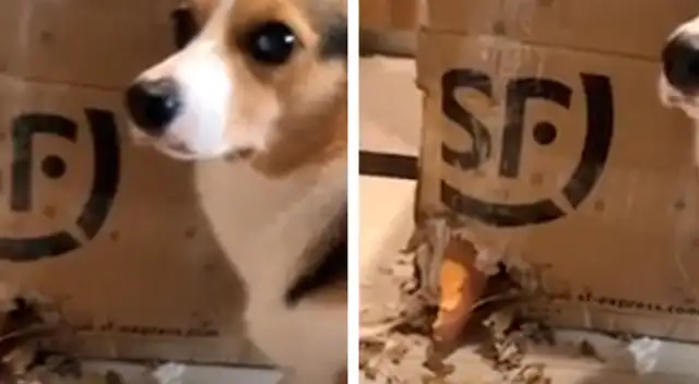 Perrita es descubierta robando unos camotes