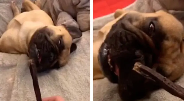 Perrito causó furor en las redes sociales por su peculiar comportamiento Perrito causó furor en las redes sociales por su peculiar comportamiento