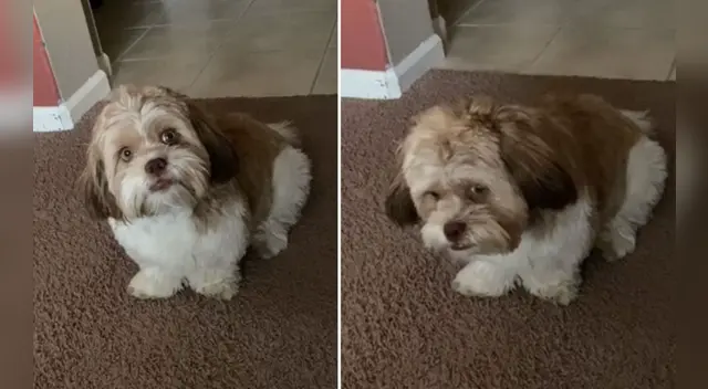 El clip cuenta con miles de reproducciones en TikTok.