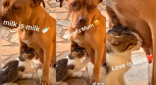 El clip cuenta con miles de reproducciones en TikTok. El clip cuenta con miles de reproducciones en TikTok.