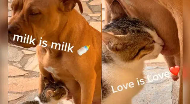 La emotiva escena se ha robado el corazón de miles de usuarios en las redes sociales. La emotiva escena se ha robado el corazón de miles de usuarios en las redes sociales.