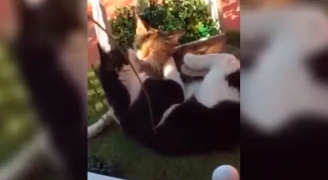 Joven descubre que su gato se escapaba para ir a visitar a su novia Joven descubre que su gato se escapaba para ir a visitar a su novia