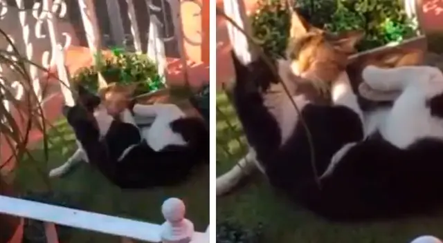 Joven descubre que su gato se escapaba para ir a visitar a su novia Joven descubre que su gato se escapaba para ir a visitar a su novia