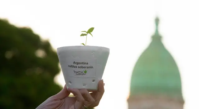 Gobierno de Argentina legaliza el autocultivo de marihuana con fines medicinales