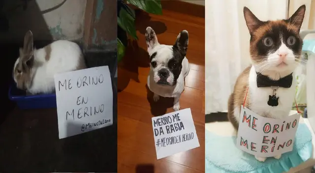 El hashtag que es tendencia en contra de gobierno de Manuel Merino. El hashtag que es tendencia en contra de gobierno de Manuel Merino.