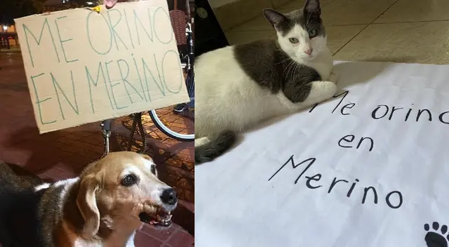 El hashtag que es tendencia en contra de gobierno de Manuel Merino. El hashtag que es tendencia en contra de gobierno de Manuel Merino.