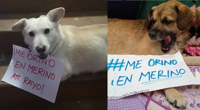 El hashtag que es tendencia en contra de gobierno de Manuel Merino. El hashtag que es tendencia en contra de gobierno de Manuel Merino.