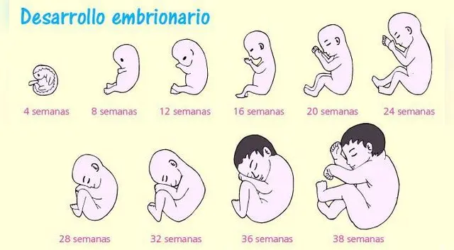 La primera señal de que se ha producido el embarazo es que desaparece la menstruación.