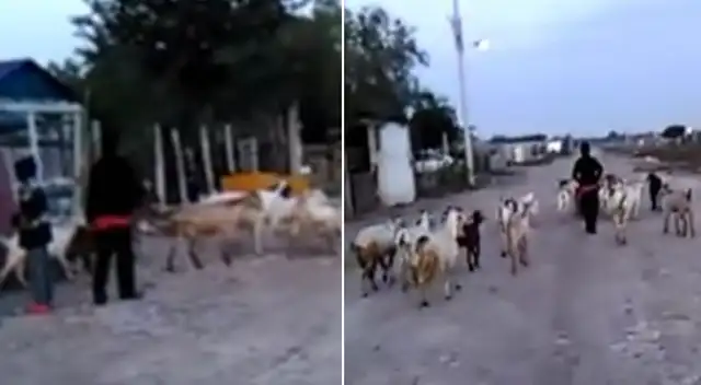 El profesor encontró a su alumno cuidando a sus ovejas.