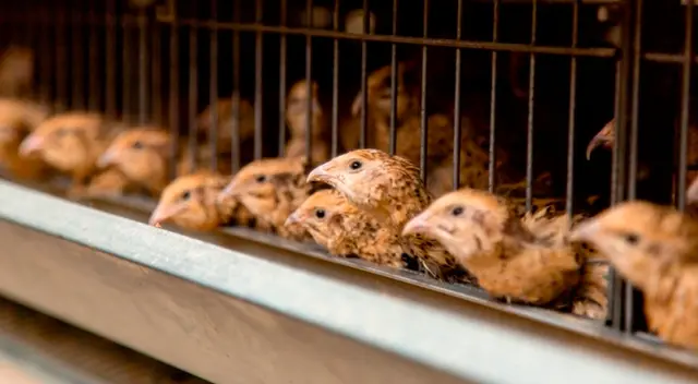 Sacrificarán 25 000 pollos tras brote de gripe aviar en una granja de Dinamarca