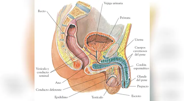 El sistema de conductos, que está formado por el epidídimo y el conducto deferente.