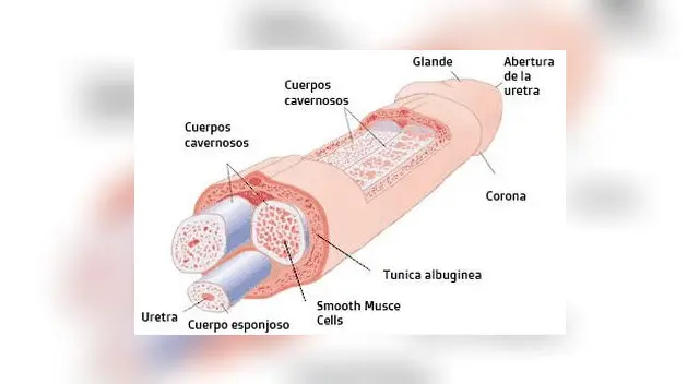 El pene es un órgano del aparto reproductor masculino.