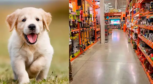 ¿Logras ver al perro escondido entre los estantes? ¿Logras ver al perro escondido entre los estantes?