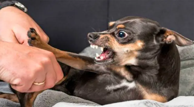 Rodrigo Rondón, la responsabilidad es del dueño, pues es el encargado del animal. Rodrigo Rondón, la responsabilidad es del dueño, pues es el encargado del animal.