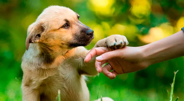 El veterinario Rodrigo Rondón, la responsabilidad es del dueño, pues es el encargado del animal. El veterinario Rodrigo Rondón, la responsabilidad es del dueño, pues es el encargado del animal.