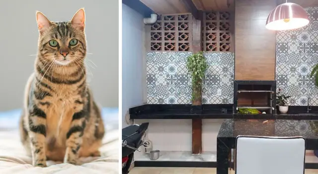 ¿Puedes ver el gato en la imagen? ¿Puedes ver el gato en la imagen?