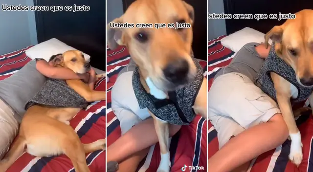 El perrito defendió a su dueño y logró que no hiciera las tareas del hogar.
