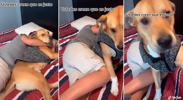 El perrito defendió a su dueño y logró que no hiciera las tareas del hogar.