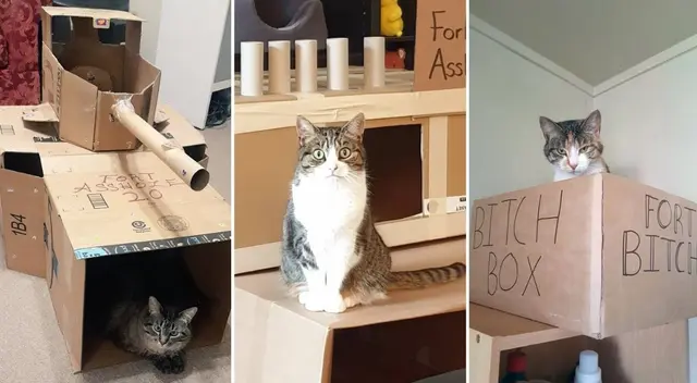 Personas en cuarentena empezaron a construir fortalezas para sus gatos y causan ternura en redes. Personas en cuarentena empezaron a construir fortalezas para sus gatos y causan ternura en redes.