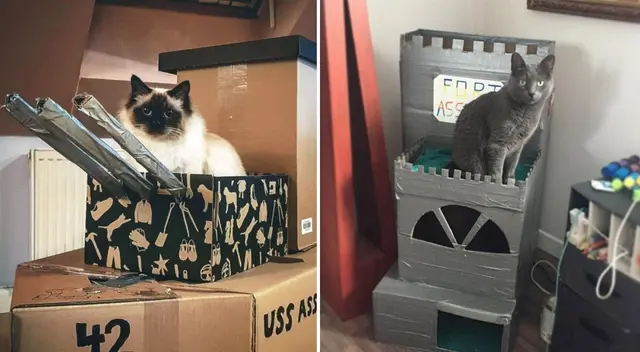 Son decenas de gatitos que disfrutan de sus fortalezas creadas por sus dueños, causando furor y ternura en redes sociales por la creatividad de los humanos. Son decenas de gatitos que disfrutan de sus fortalezas creadas por sus dueños, causando furor y ternura en redes sociales por la creatividad de los humanos.