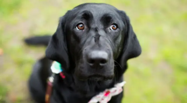 Vecinos detienen el carro de una mujer que arrastraba a un inofensivo cachorro para salvarlo de las garras de la mujer maltratadora. Vecinos detienen el carro de una mujer que arrastraba a un inofensivo cachorro para salvarlo de las garras de la mujer maltratadora.