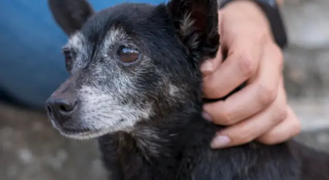 Un cachorro se vuelve viral al ser arrastrado por un carro que su duela maneja. La mujer se excusó pero fue detenida por la policía de Argentina. Un cachorro se vuelve viral al ser arrastrado por un carro que su duela maneja. La mujer se excusó pero fue detenida por la policía de Argentina.