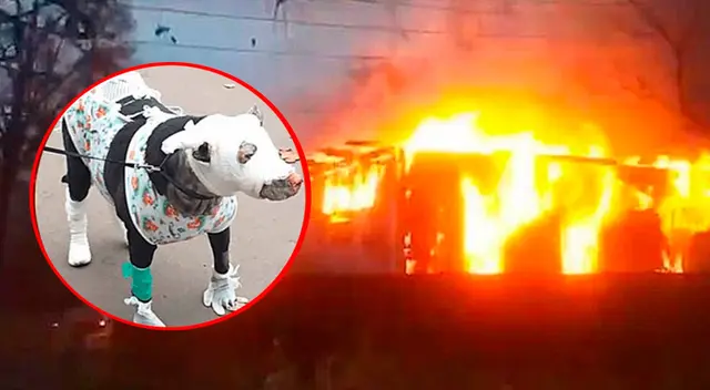 La perrita resultó con graves quemaduras en el cuerpo y la cara. La perrita resultó con graves quemaduras en el cuerpo y la cara.