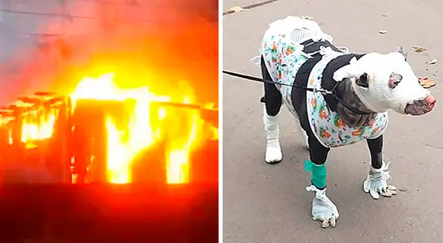 La perrita resultó con graves quemaduras en el cuerpo y la cara. La perrita resultó con graves quemaduras en el cuerpo y la cara.