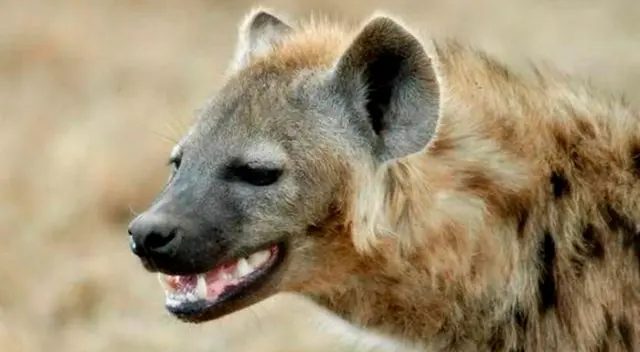 El anciano fue arrastrado por los felinos a unos 300 metros desde su cama para ser devorado.