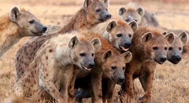 El anciano fue arrastrado por los felinos a unos 300 metros desde su cama para ser devorado.