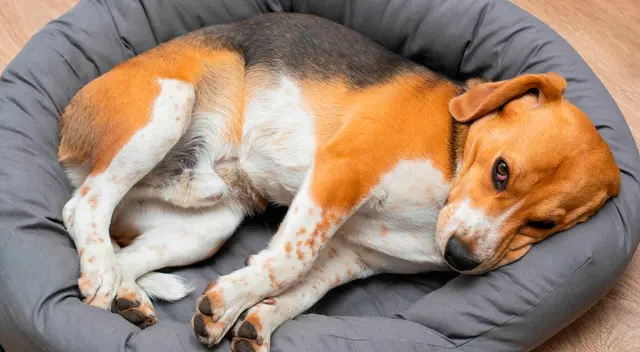 Una de las razones por lo que los perritos hacen esto es para acomodarse. Una de las razones por lo que los perritos hacen esto es para acomodarse.