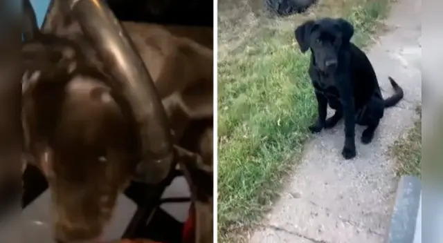 La curiosa travesura del can no tardó en volverse viral en las redes sociales. La curiosa travesura del can no tardó en volverse viral en las redes sociales.