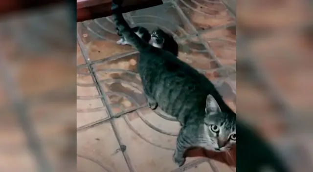 La gatita pidió ayuda al joven y el video se convirtió viral en TikTok La gatita pidió ayuda al joven y el video se convirtió viral en TikTok