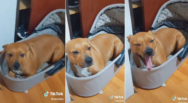 El perrito aprovechó la ausencia de sus dueños y se metió a la cuna.