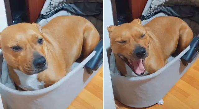 El perrito aprovechó la ausencia de sus dueños y se metió a la cuna.