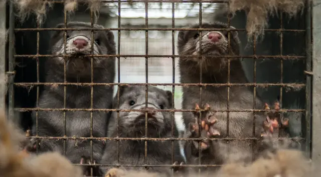 Según las autoridades, se trata de un problema temporal ligado al proceso de descomposición. Según las autoridades, se trata de un problema temporal ligado al proceso de descomposición.