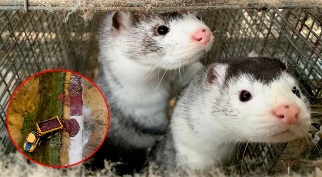 Según las autoridades, se trata de un problema temporal ligado al proceso de descomposición. Según las autoridades, se trata de un problema temporal ligado al proceso de descomposición.