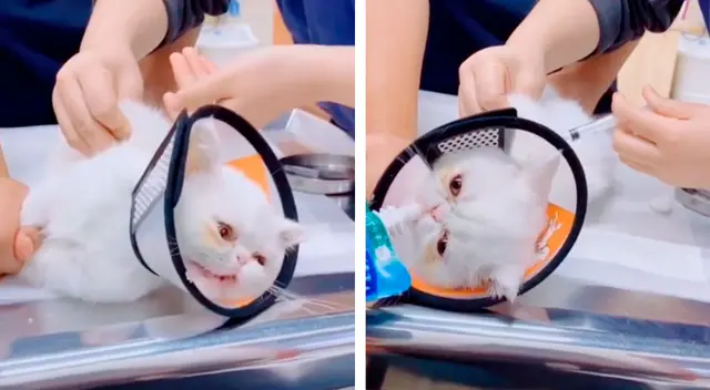 El curioso método de unos veterinarios para que un gato se deje vacunar El curioso método de unos veterinarios para que un gato se deje vacunar