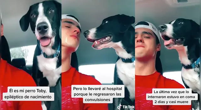 El perro tuvo una emotiva conducta con su dueño al verlo llorar.