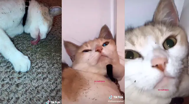 La joven trató de quitarle la bolsa de catnip a su gato, pero este se la robó.