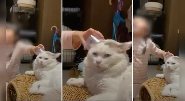 La escena causó la risa de varios usuarios en las redes sociales.