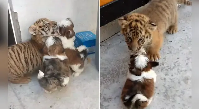 El clip cuenta con miles de reproducciones en TikTok. El clip cuenta con miles de reproducciones en TikTok.