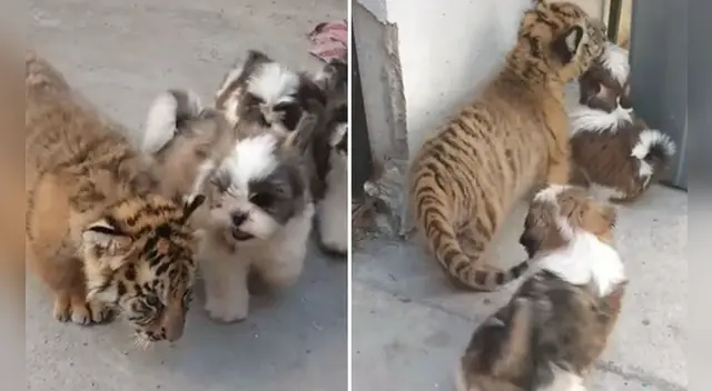 La escena se ha robado el corazón de miles de usuarios en las redes sociales. La escena se ha robado el corazón de miles de usuarios en las redes sociales.