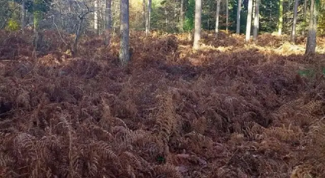Pocas personas han podido resolver este desafío.