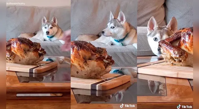 El video causó las risas de los internautas en las redes sociales. El video causó las risas de los internautas en las redes sociales.