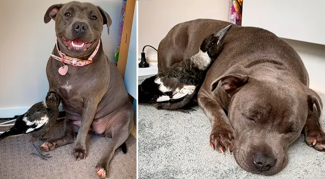 Peggy necesitaba a un cachorro que nutrir, y Molly necesitaba a una progenitora que la cuidara.