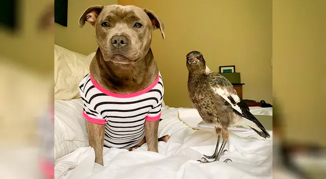 Peggy necesitaba a un cachorro que nutrir, y Molly necesitaba a una progenitora que la cuidara.